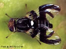 Photo of an Apple Maggot Fly.