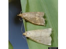 Photo of two European Corn Borers.