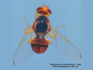 Photo of a Guava Fruit Fly.