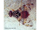 Photo shows a Mediterranean Fruit Fly.