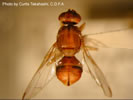 Photo of a Peach Fruit Fly.