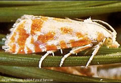 Photo shows a European Pine Shoot Moth clinging to a pine needle.