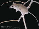 Photo of a roof rat on a tree