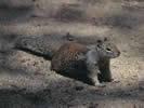 Photo of a roof rat on a tree