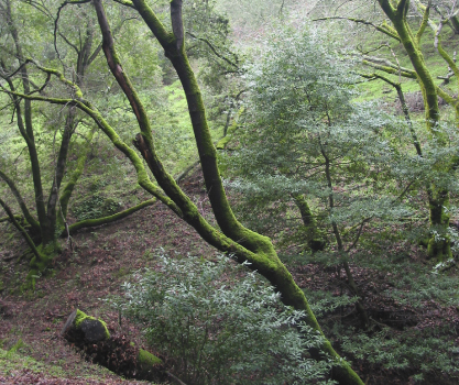 Image of some trees covered in moss